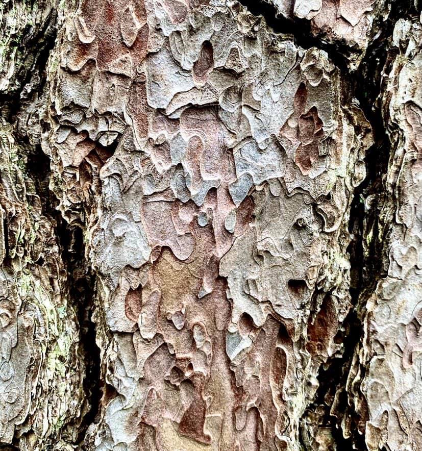 松の木肌